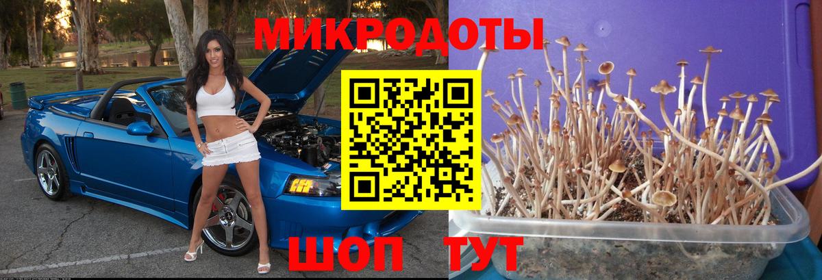 Бийск  купить  цена  Вход с VPN  Галлюциногенные грибы Psilocybe 